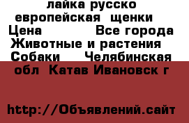 лайка русско-европейская (щенки) › Цена ­ 5 000 - Все города Животные и растения » Собаки   . Челябинская обл.,Катав-Ивановск г.